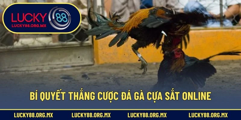 Bí quyết thắng cược đá gà cựa sắt online