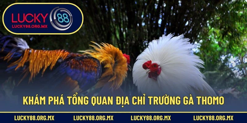 Khám phá tổng quan địa chỉ trường gà Thomo