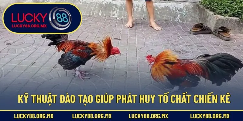 Kỹ thuật đào tạo giúp phát huy tố chất chiến kê