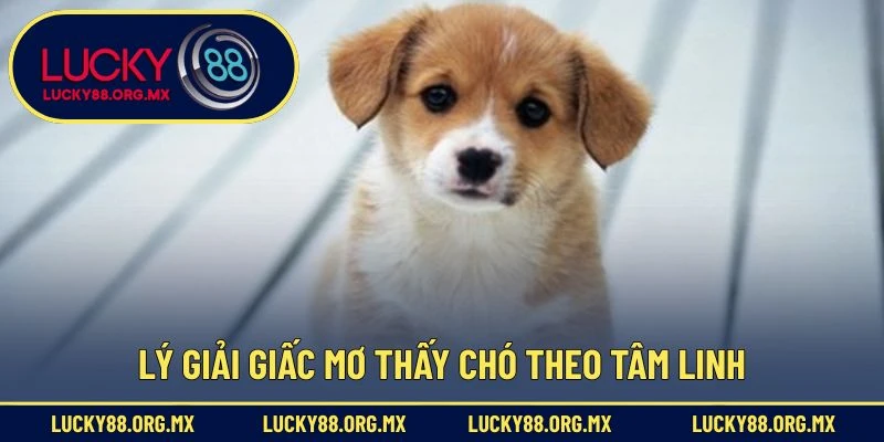 Lý giải giấc mơ thấy chó theo tâm linh