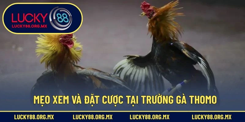 Mẹo xem và đặt cược tại trường gà Thomo