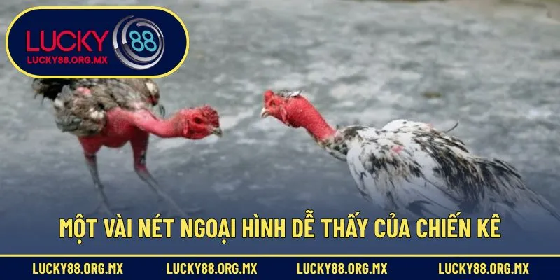 Một vài nét ngoại hình dễ thấy của chiến kê