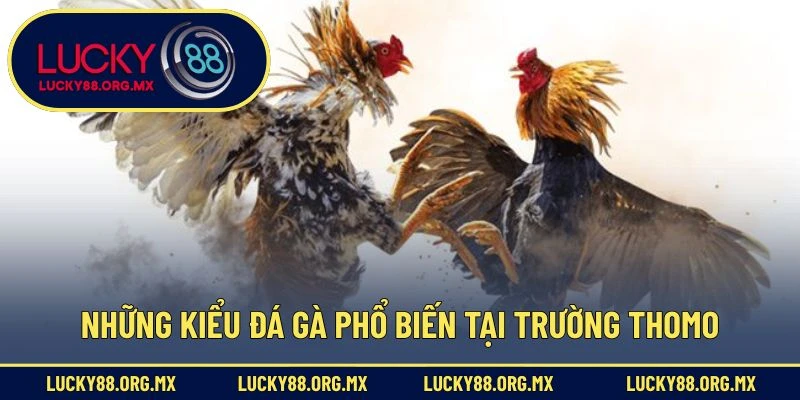 Những kiểu đá gà phổ biến tại trường Thomo