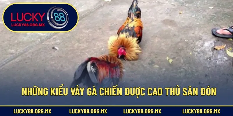 Những kiểu vảy gà chiến được cao thủ săn đón