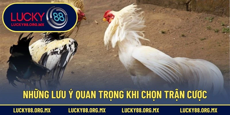 Những lưu ý quan trọng khi chọn trận cược