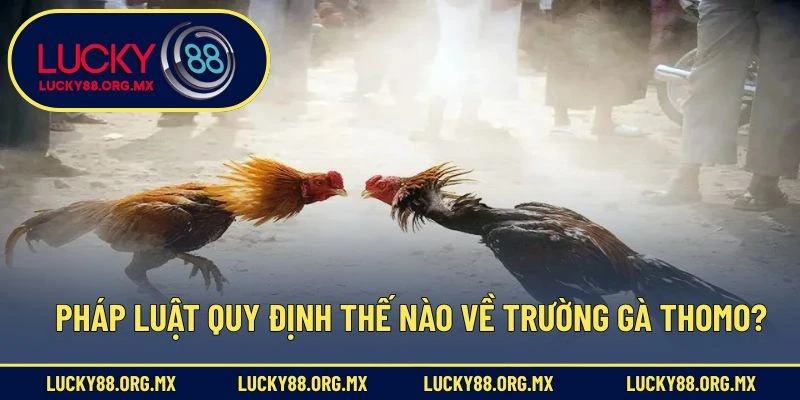 Pháp luật quy định thế nào về trường gà Thomo?