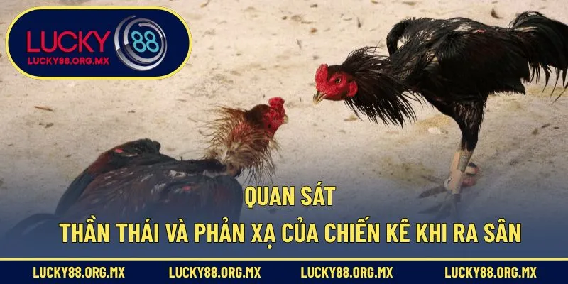 Quan sát thần thái và phản xạ của chiến kê khi ra sân