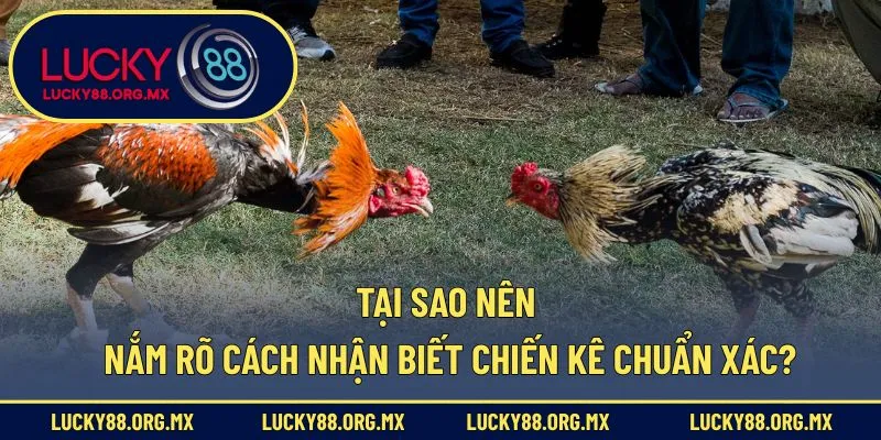 Tại sao nên nắm rõ cách nhận biết chiến kê chuẩn xác?