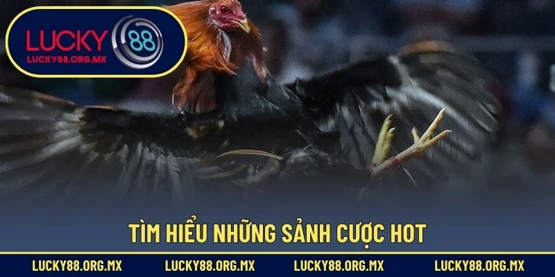 Tìm hiểu những sảnh cược hot