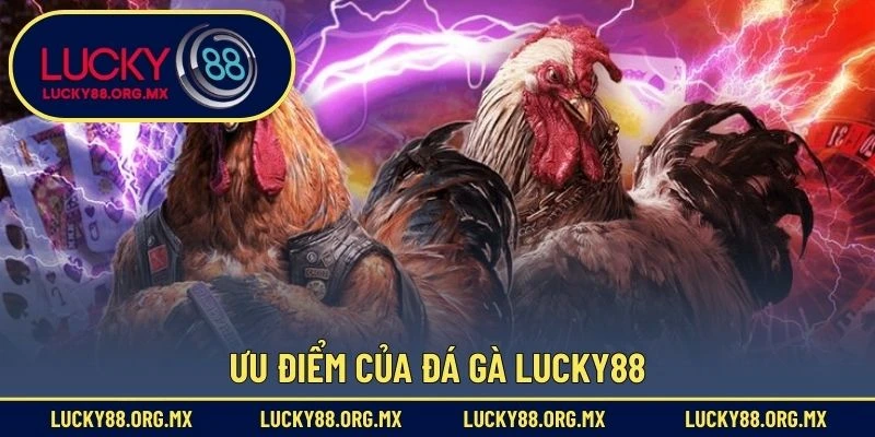 Ưu điểm của đá gà Lucky88
